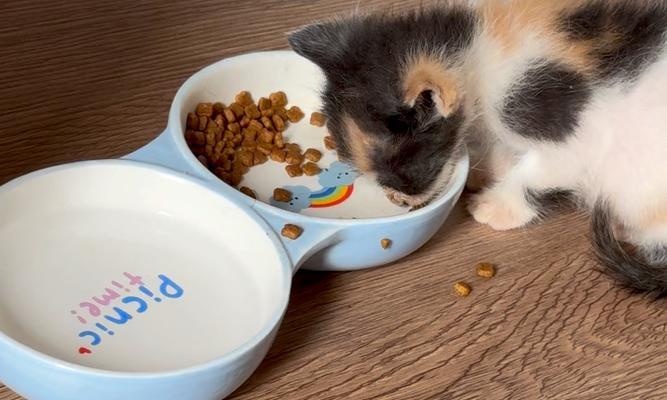 猫咪吃完后再次进食猫粮会有什么后果？