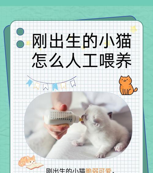 幼猫的喂养方法是什么？小主人应该注意哪些事项？