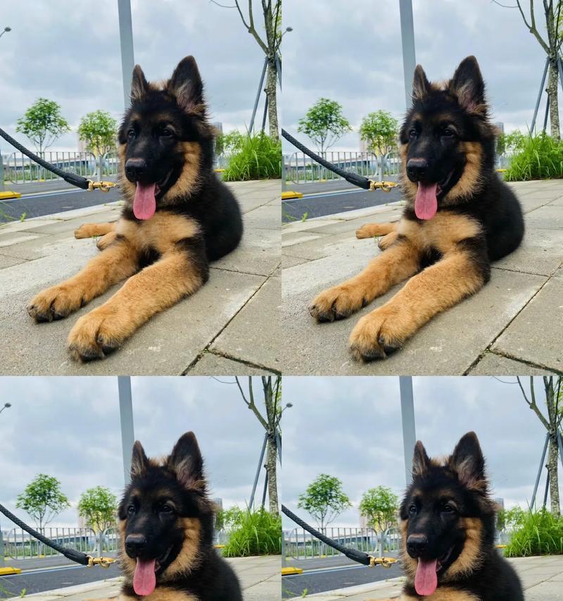 一岁德国牧羊犬的日常饮食量应该是多少？