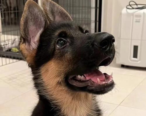 一岁德国牧羊犬的日常饮食量应该是多少？