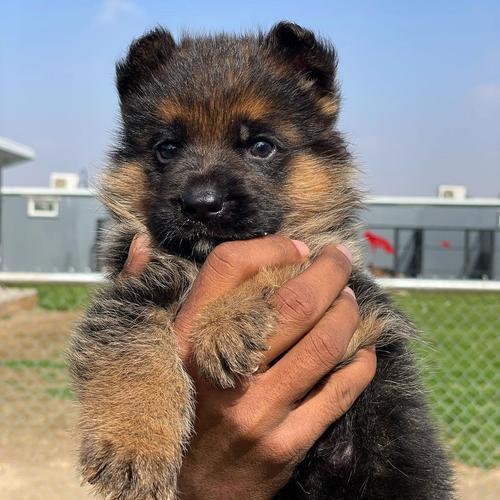 一岁德国牧羊犬的日常饮食量应该是多少？