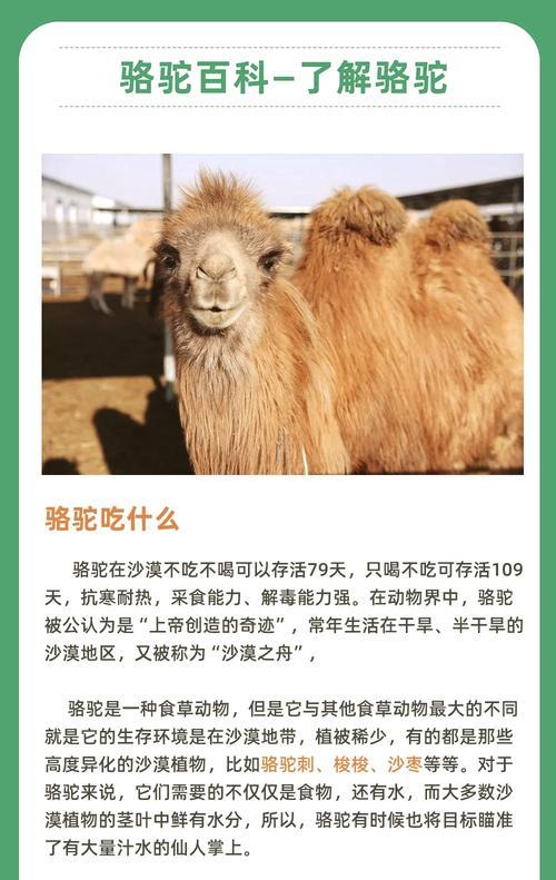 羊驼圈圈的成分是什么？羊驼圈圈的主要成分有何作用？