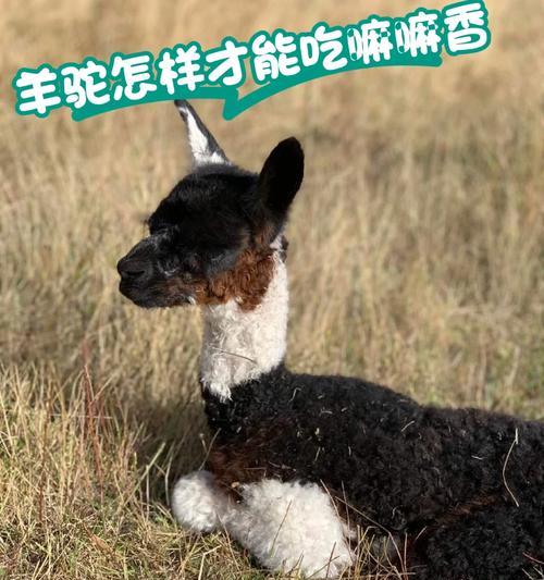 羊驼圈圈的成分是什么？羊驼圈圈的主要成分有何作用？