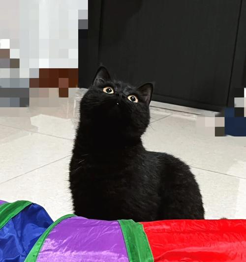 黑色羊驼有何特别之处？
