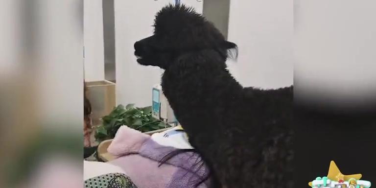 黑色羊驼有何特别之处？