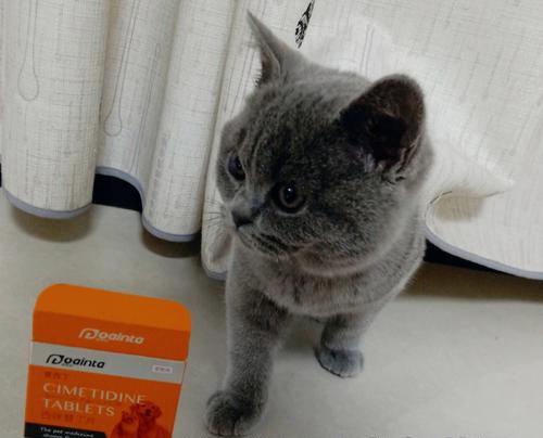 猫咪频繁呕吐粮是怎么回事？应该给它吃什么药？