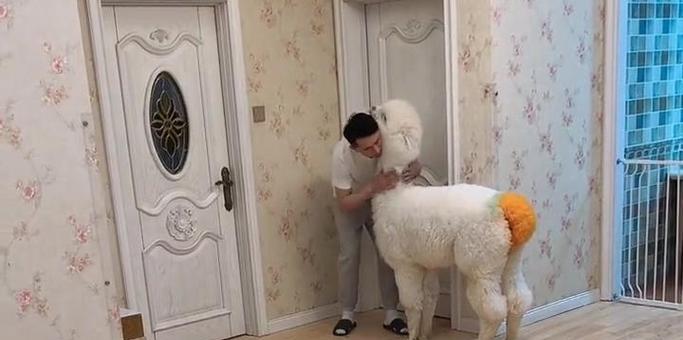 许仙羊驼与金毛有何不同？