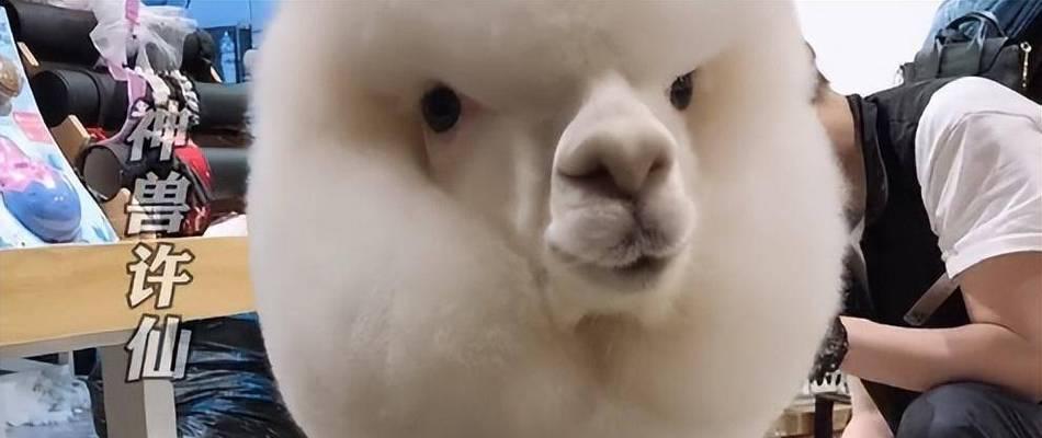 许仙羊驼与金毛有何不同？