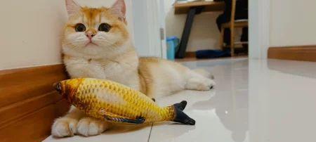 苹果怎么拌猫粮？拌入猫粮的正确方式是什么？