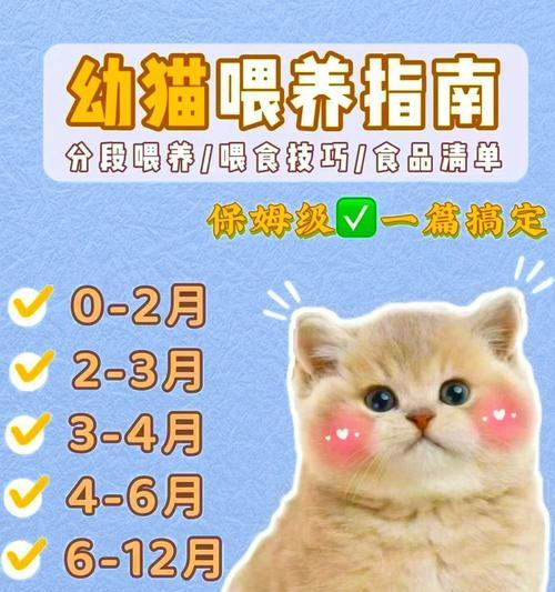 小奶猫吃主食猫粮需要注意什么？怎么喂食？