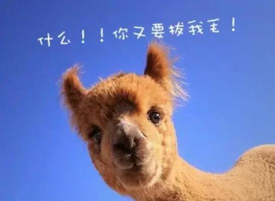 如何为羊驼村民创造有趣的名字？
