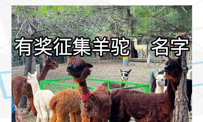 如何为羊驼村民创造有趣的名字？