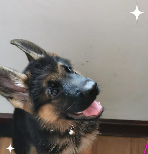 德牧幼犬每日食物量应如何控制？