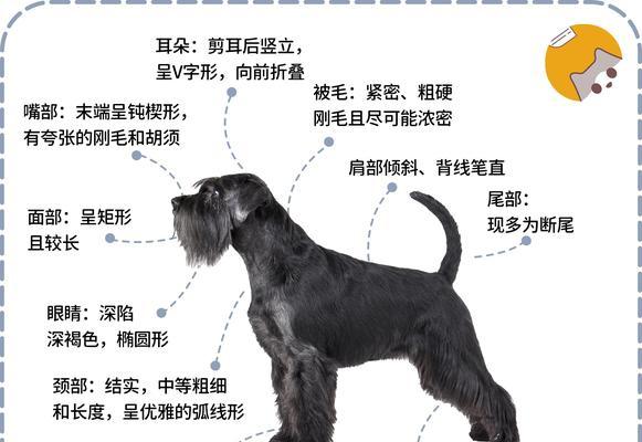 成年雪纳瑞每天需要多少水分？