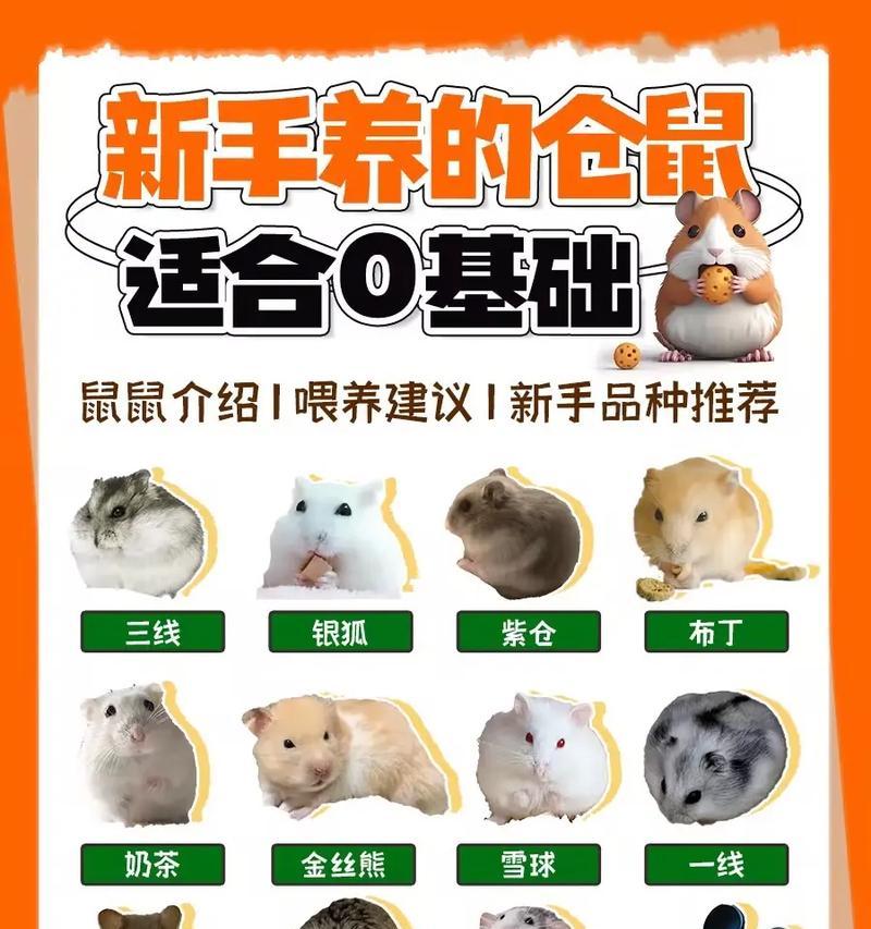 石狮哪里可以购买仓鼠？有哪些推荐的宠物店？