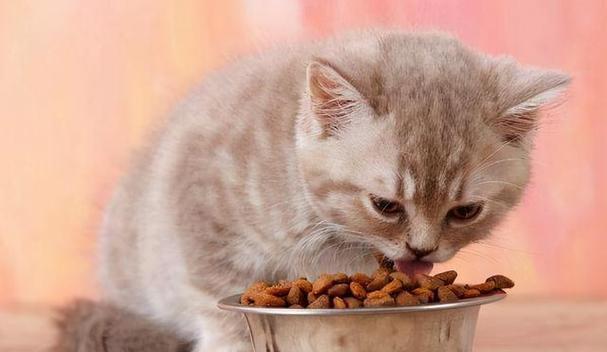 猫咪留猫粮是什么心理？为何要主人喂食？