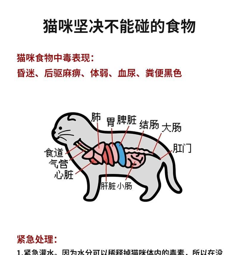 猫误食自己的排泄物会有什么后果？如何预防这种情况？