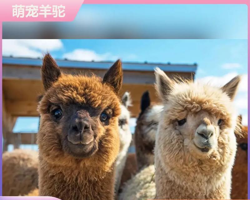如何快速出售羊驼？有哪些有效的销售策略？