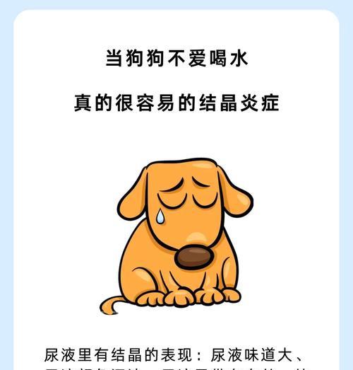 小狗吃太多狗粮又喝了水？这会导致什么问题？