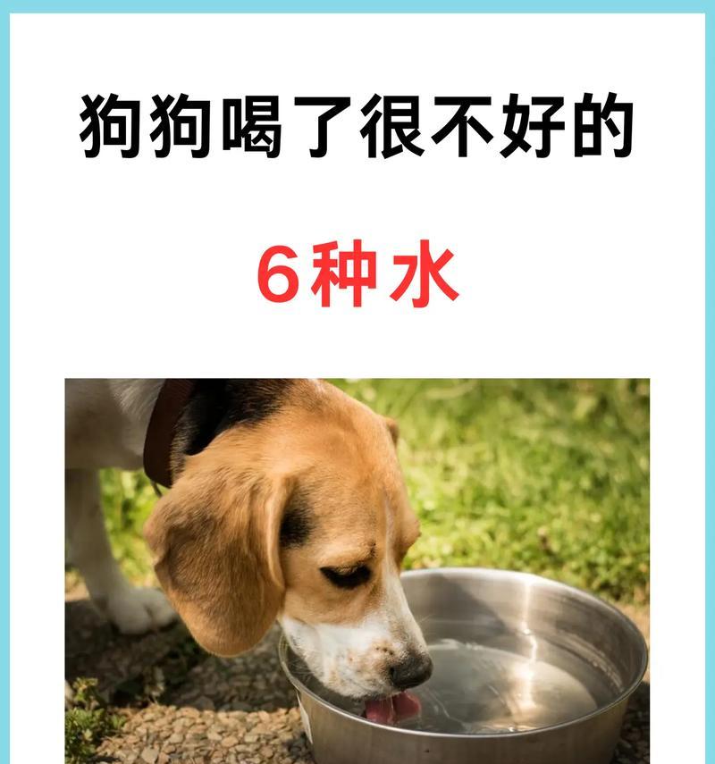 小狗吃太多狗粮又喝了水？这会导致什么问题？