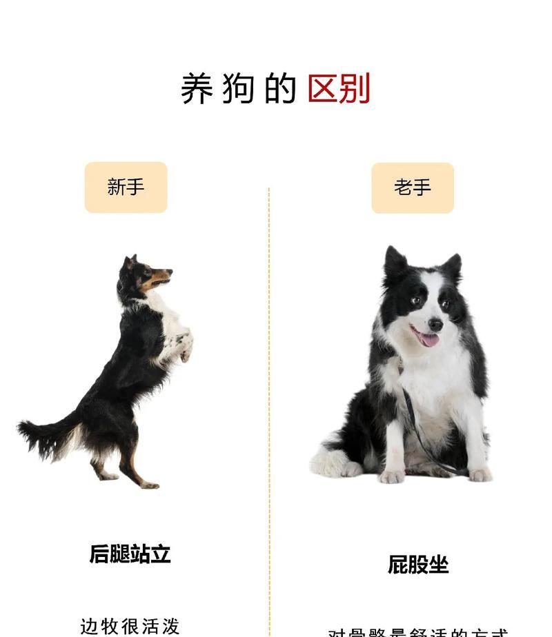 边牧与德牧体型差异有多大？
