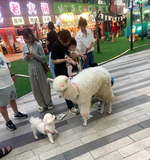 遇到有人骑羊驼进公园该如何应对？