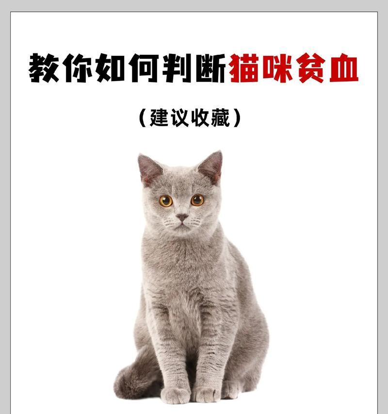 猫粮吃了贫血怎么办？如何选择富含铁质的猫粮？
