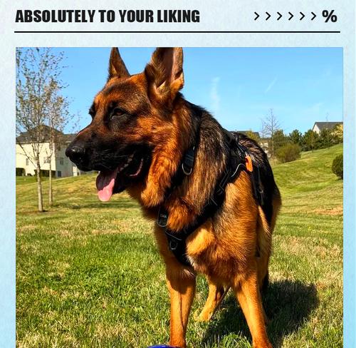 九个月大的长毛德国牧羊犬价格是多少？购买时应注意哪些事项？