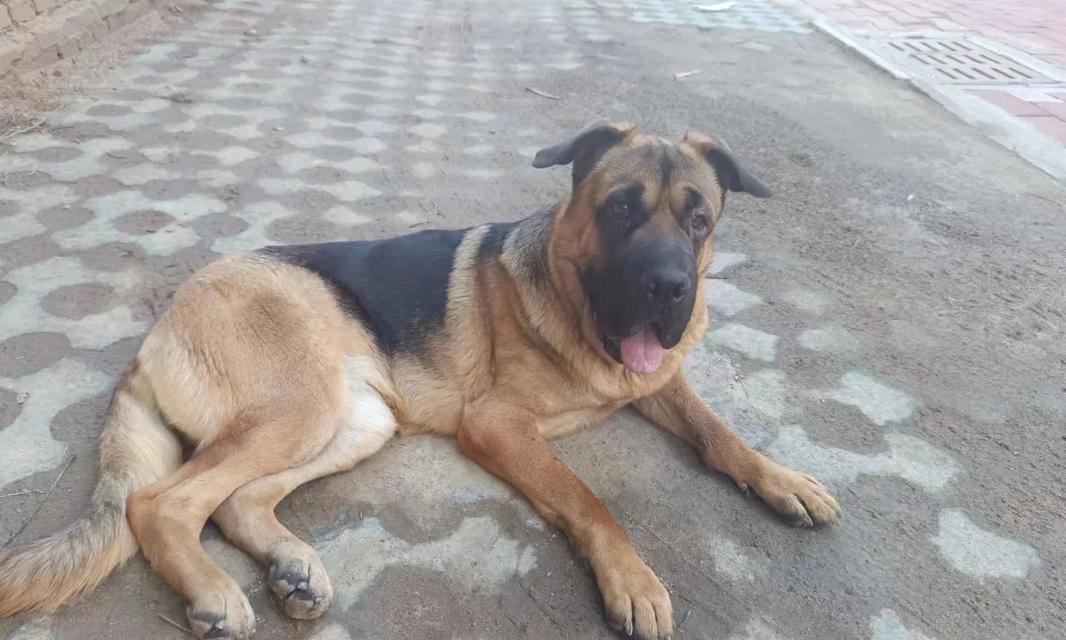廊坊遛德牧犬的费用是多少？