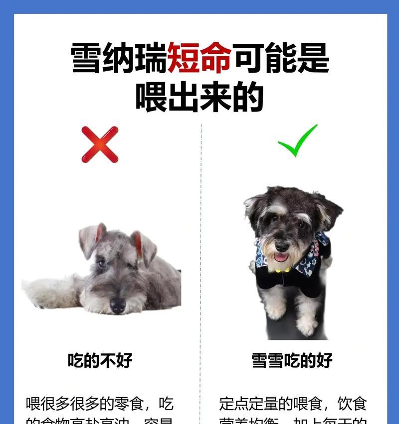 雪纳瑞三个月大时应吃多少蛋黄？