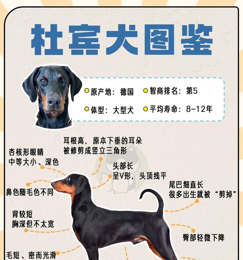 两个月大的杜宾狗每天应吃多少狗粮？喂食量如何控制？