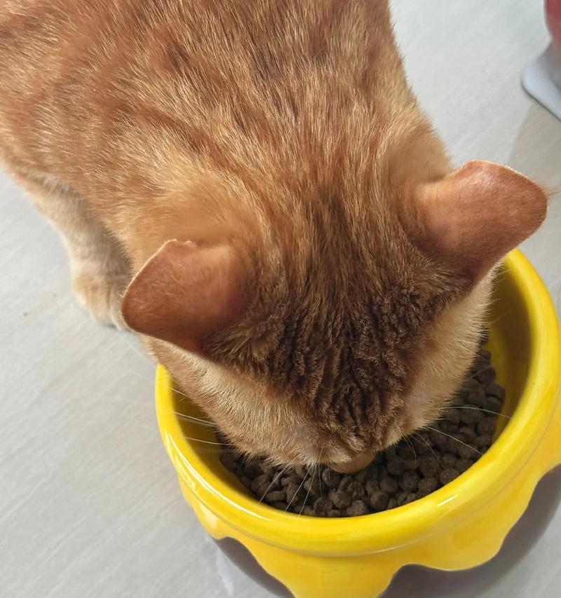 猫咪吐毛后是否还应继续喂猫粮？