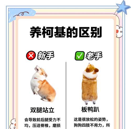 如何正确喂食猫柯基膨化粮？