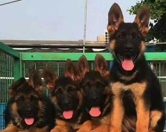 化州德牧幼犬价格多少钱一只？购买时应注意什么？