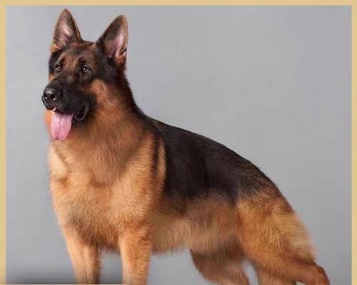 化州德牧幼犬价格多少钱一只？购买时应注意什么？