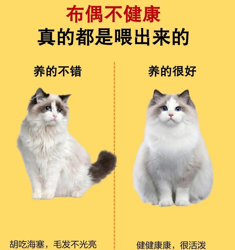 布偶猫不怎么吃猫粮的原因是什么？