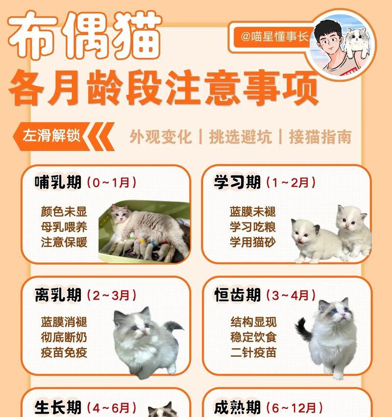 布偶猫不怎么吃猫粮的原因是什么？