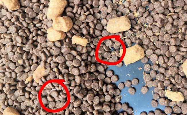 剩猫粮如何避免生虫？