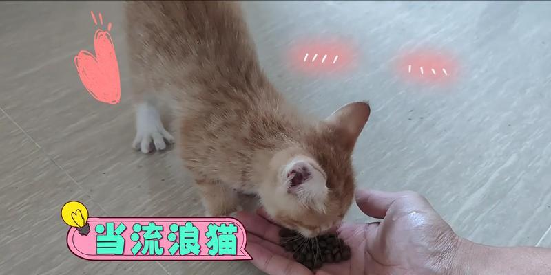 大猫吃小猫猫粮会有什么影响？