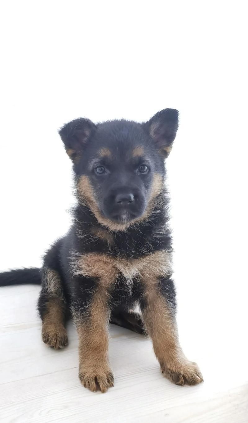 三百元能买到德牧幼犬吗？德牧幼犬的市场价格是多少？