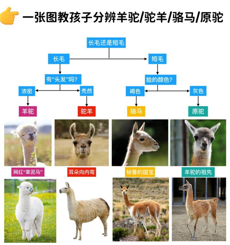 骆马与羊驼的区别是什么？如何区分？