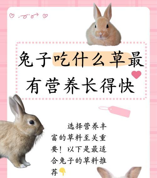 小兔子喜欢吃猫粮是正常现象吗？原因是什么？