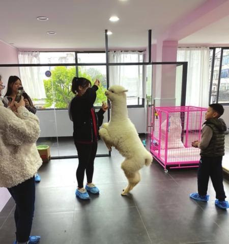 上海健身工作室养羊驼可行吗？