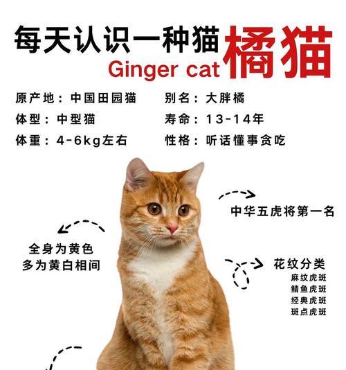 橘猫为何偏爱油腻食物而非猫粮？