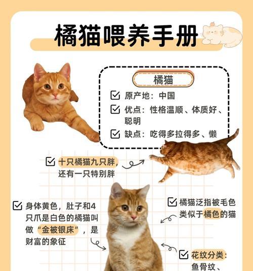 橘猫为何偏爱油腻食物而非猫粮？