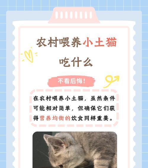 小猫吃母乳怎么吃猫粮？如何过渡到固体食物？