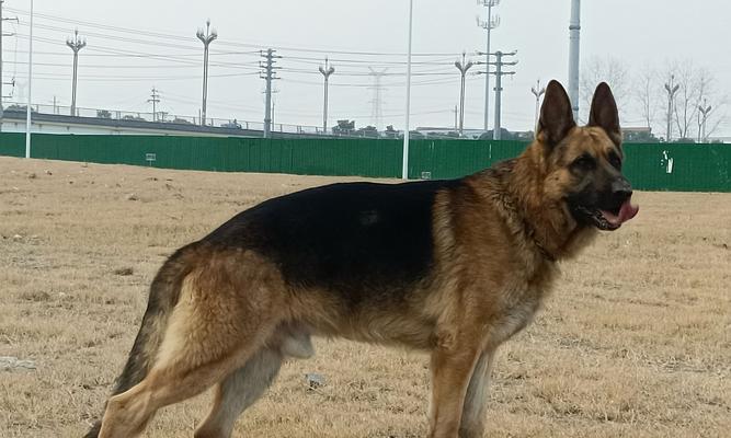 六个月大的德牧公犬肩高标准是多少？如何测量？