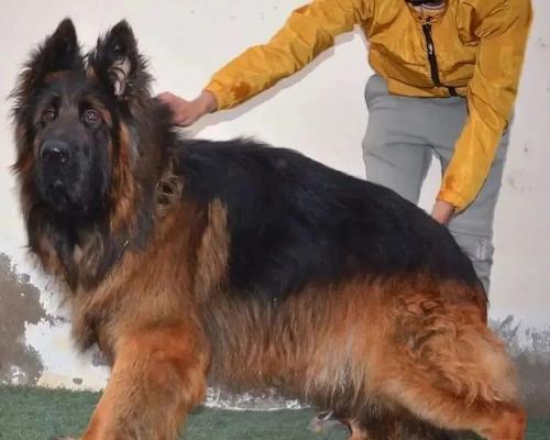 六个月大的德牧公犬肩高标准是多少？如何测量？