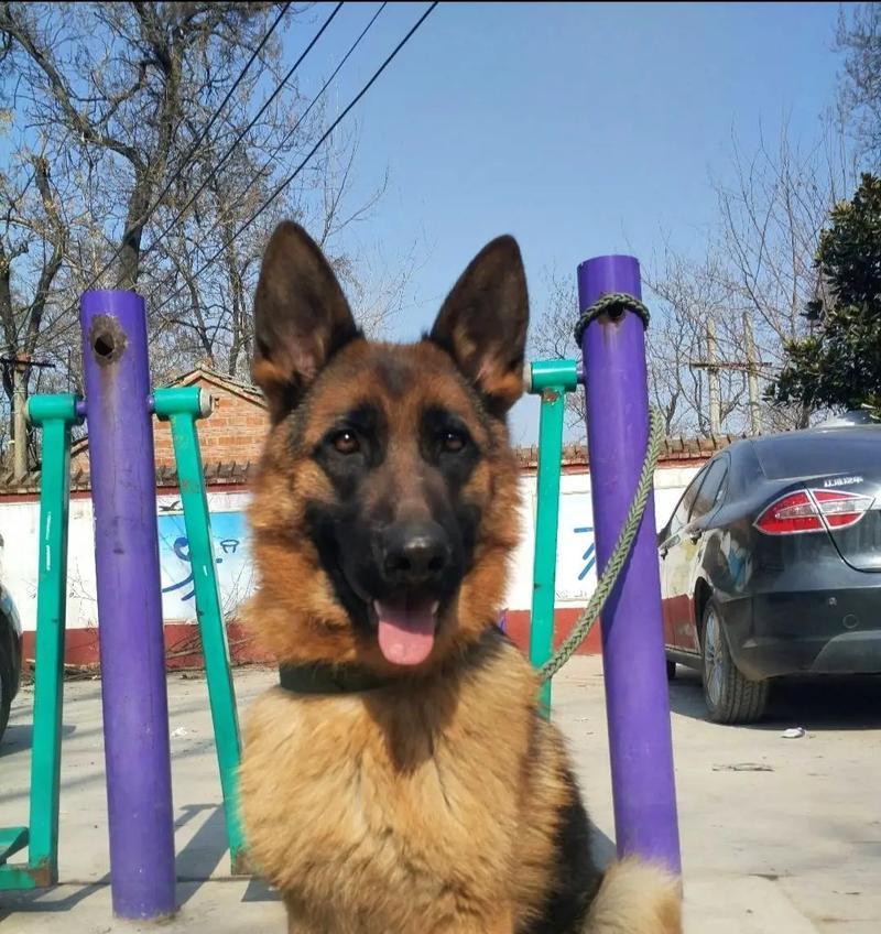 六个月大的德牧公犬肩高标准是多少？如何测量？
