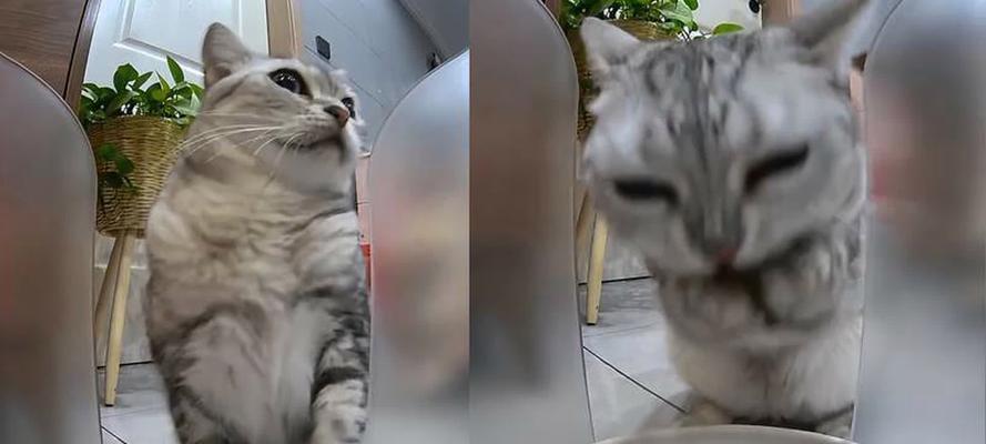猫粮为何总是跟着主人吃？这是猫咪的什么行为？